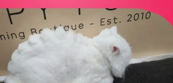 Long-haired cat, full groom after grooming with Happy Puppy