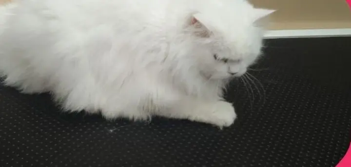 Long-haired cat, full groom before grooming