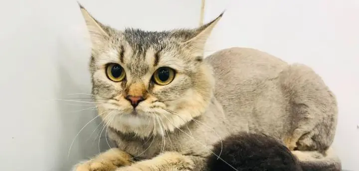 Long-haired cat, lion cut after grooming with Happy Puppy