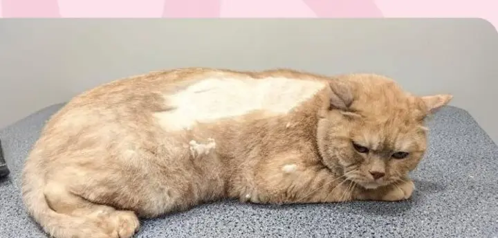 Cat, full groom before grooming