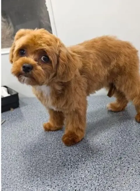 Maltipoo, first groom after grooming with Happy Puppy