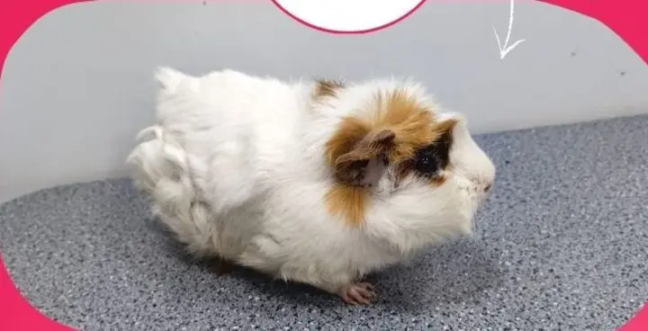 Guinea pig before grooming