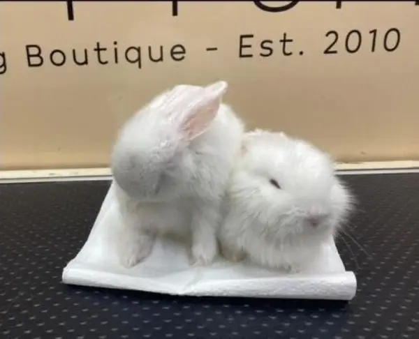 Rabbit, spot-clean and brush-out after grooming with Happy Puppy