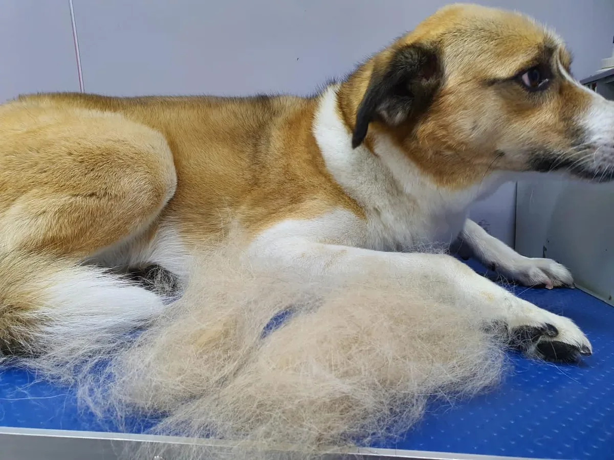 Pile of loose undercoat removed from a dog during one de-shedding session