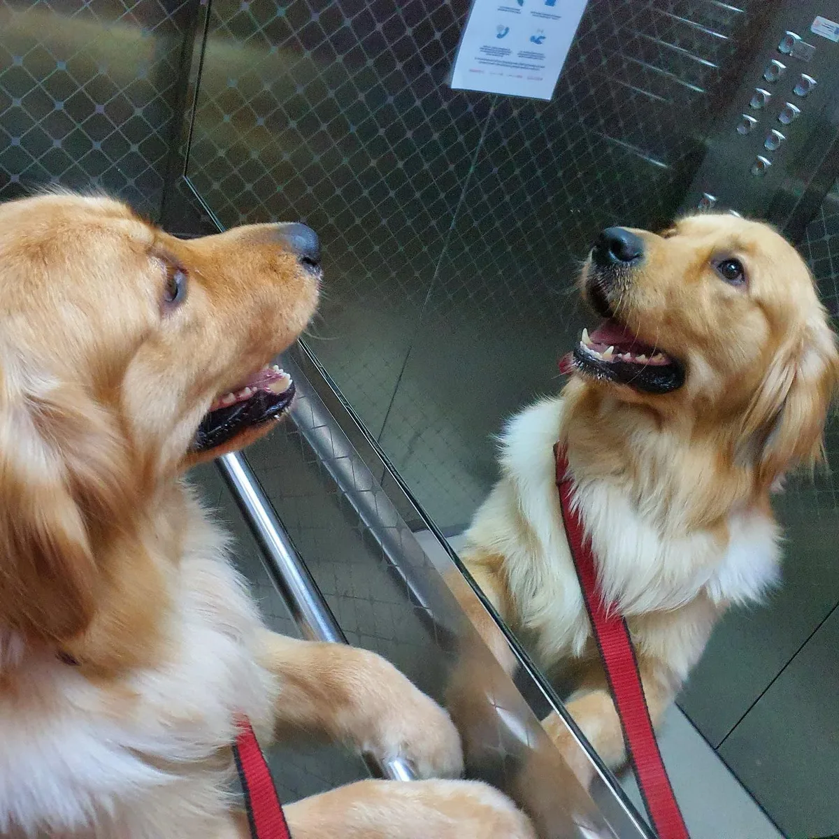 Two golden retrievers freshly groomed side by side in the Happy Puppy van