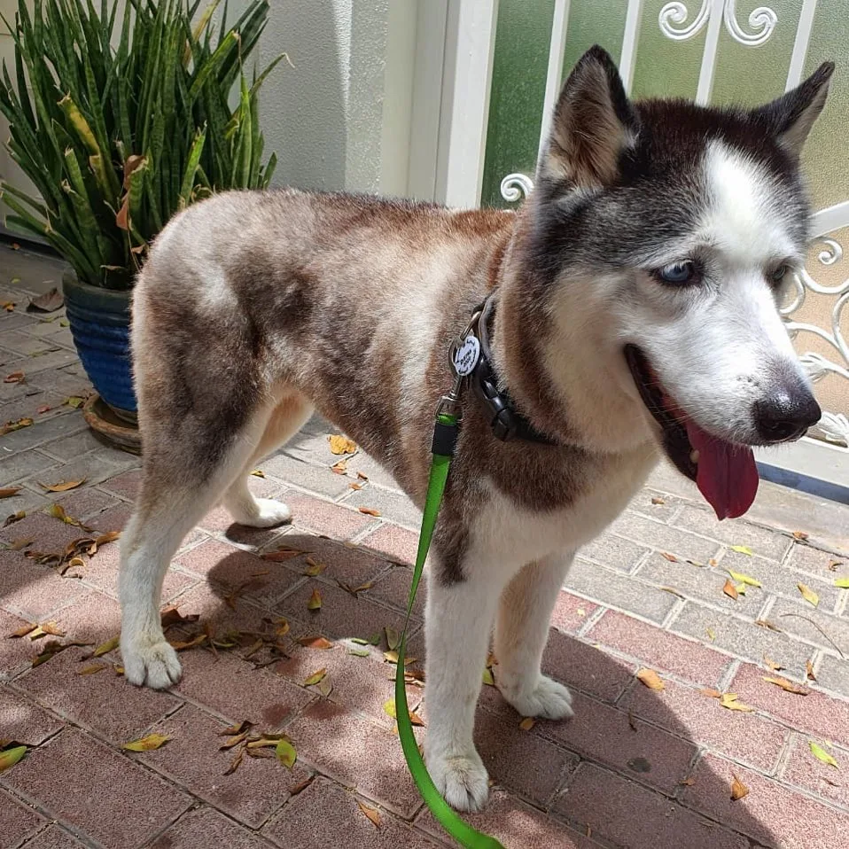 Husky at a Dubai villa entrance after a de-shedding treatment